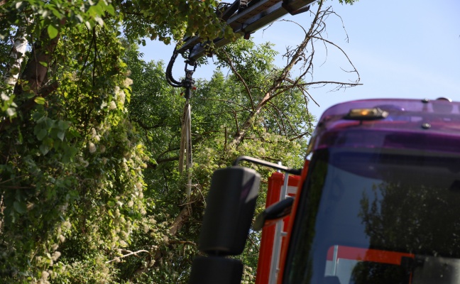 Feuerwehr im Einsatz: Baum drohte in Wels-Schafwiesen auf Strae zu strzen