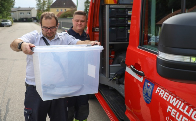 skulapnatter durch Feuerwehr aus dem Siedlungsbereich in Wels-Pernau chauffiert