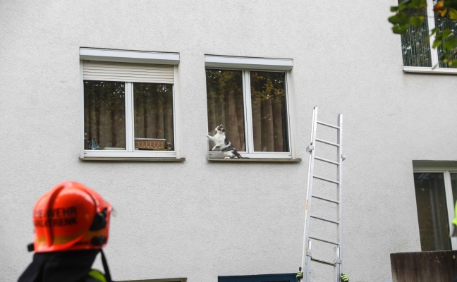 Marchtrenk: Katze verweigerte Rettung von Fensterbank durch Einsatzkrfte der Feuerwehr