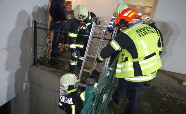 Igel in Laakirchen durch Einsatzkrfte der Feuerwehr aus Lichtschacht einer Wohnanlage gerettet