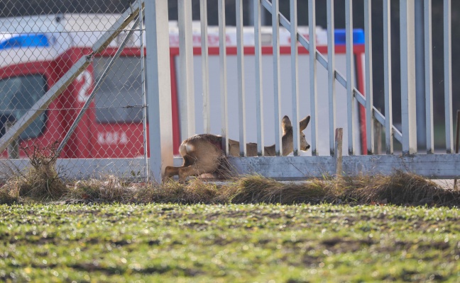 Vergeblicher Rettungsversuch fr eingeklemmtes Reh in Marchtrenk