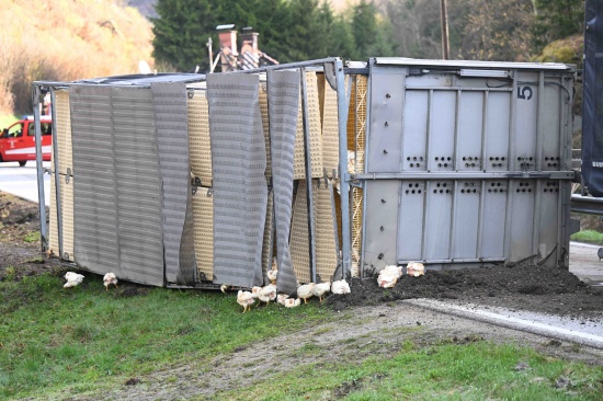 Tiertransport-Anhnger mit Hhnern auf Mhllackener Strae bei Feldkirchen an der Donau umgestrzt