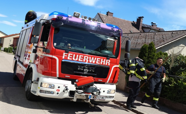 Entenfamilie rief Krfte von Feuerwehr und Ordnungswache in Wels-Pernau auf den Plan