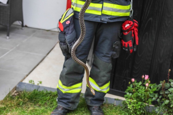 skulapnatter durch Einsatzkrfte der Feuerwehr in Marchtrenk gerettet