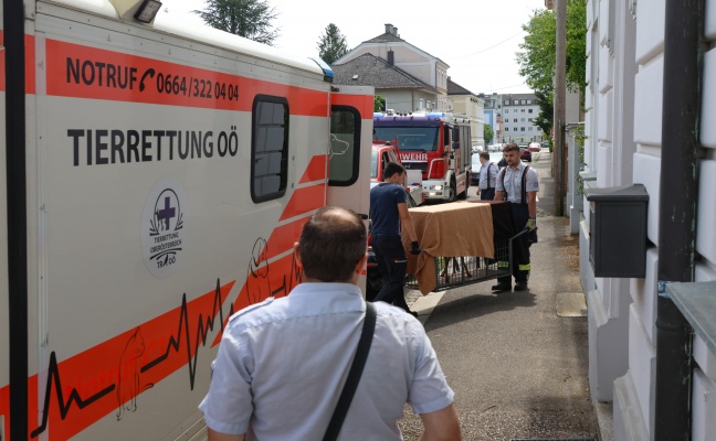 Rehbock eingefangen: Feuerwehr, Tierrettung, Polizei und Jger in Wels-Innenstadt im Einsatz