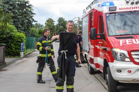 Ringelnatter durch Feuerwehr aus Lichtschacht eines Hauses in Marchtrenk gerettet