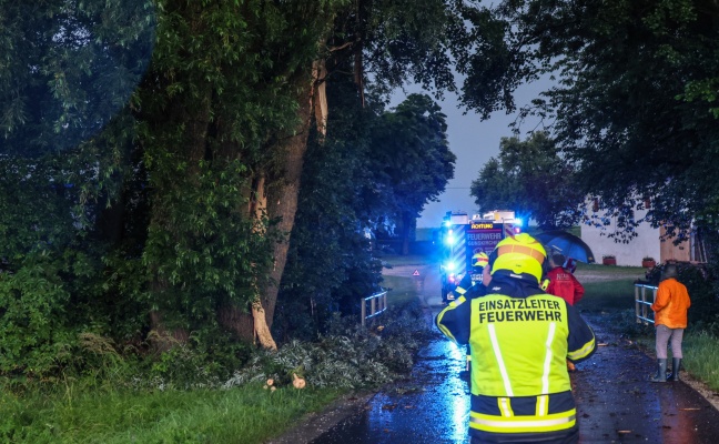 Heftige Gewitter: Groer Baum in Gunskirchen von Blitz regelrecht gespalten