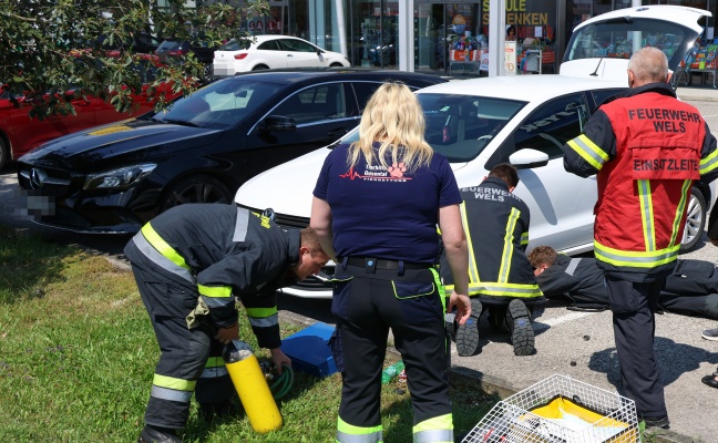 Schwerst unter Auto eingeklemmte Katze in Wels-Neustadt konnte nicht mehr gerettet werden