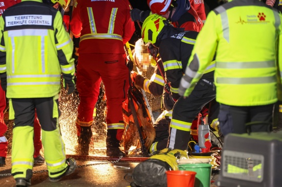 Steinerkirchen an der Traun: Hund durch Feuerwehr mit Hhenrettern aus Jauchegrube gerettet