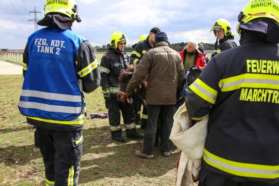 Verletztes Pony von der Feuerwehr schonend in den Stall transportiert