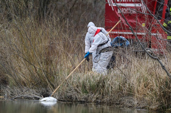 Feuerwehr bei Bergung eines verendeten Schwanes in Weikirchen an der Traun im Einsatz