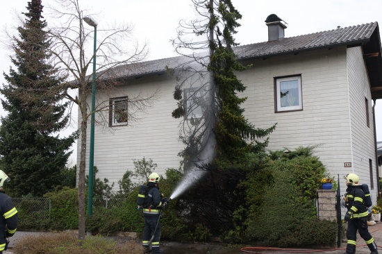 L�schangriff mit Gartenschlauch: Brand eines Baumes drohte in Wels-Vogelweide auf Haus �berzugreifen