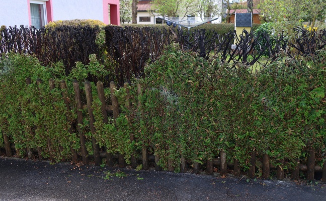 Neuerlicher Brand: Hecke begann beim Wegflmmen von Unkraut in Wels-Lichtenegg zu brennen