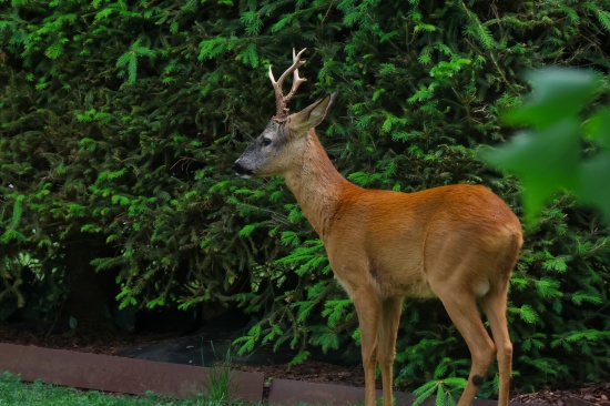 Einsatz f�r die Tierhilfe: Rehbock verirrte sich in einen Garten eines Hauses in Wels-Lichtenegg