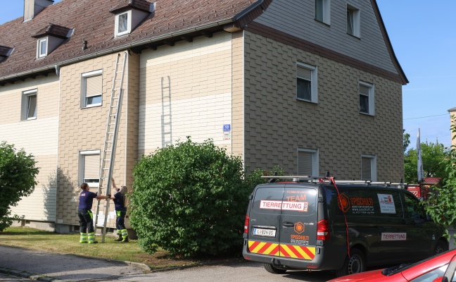 Tierhelfer stieen beim Versuch in Wels-Neustadt einen Vogel zu retten auf weitere Vogelnester