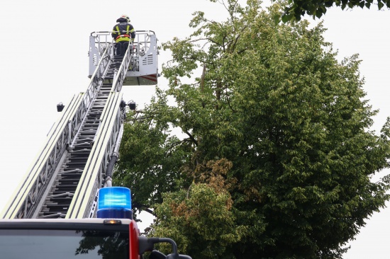 Sturmschaden: Gro�e �ste drohten von Baum in Wels-Vogelweide auf die Stra�e zu st�rzen