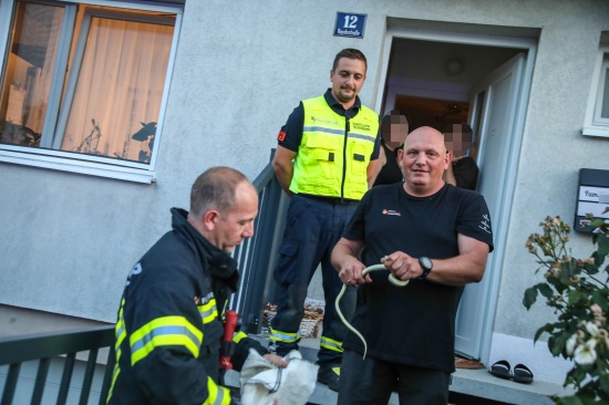 Schlange aus Spielzeugbagger gerettet - Feuerwehr bei Reptilieneinsatz in Marchtrenk im Einsatz