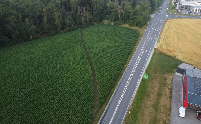 Schneise durch Maisfeld: Auto kracht nach Flucht vor Polizei in Gunskirchen gegen B�ume am Waldrand