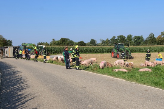 Schweine gro�teils gerettet: Tiertransportanh�nger auf Stra�e in Sipbachzell umgest�rzt