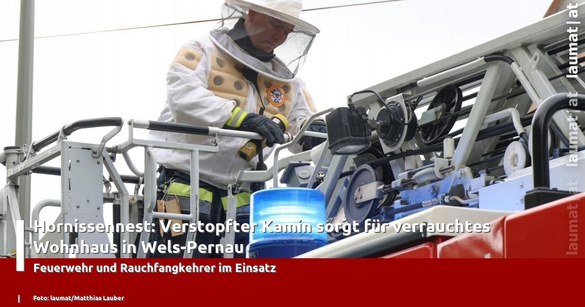 Hornissennest: Verstopfter Kamin sorgt für verrauchtes Wohnhaus in Wels ...