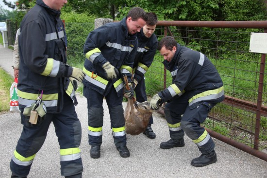 Verirrter Rehbock von der Feuerwehr gerettet und in Sicherheit gebracht