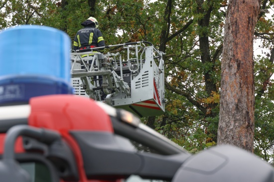 Katze auf Baum: Feuerwehr mit Drehleiter bei Tierrettung in Wels-Puchberg im Einsatz
