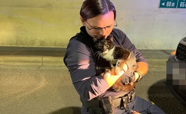 M�hlkreisautobahn: Ver�ngstigte Katze aus Tunnel Bindermichl in Linz gerettet