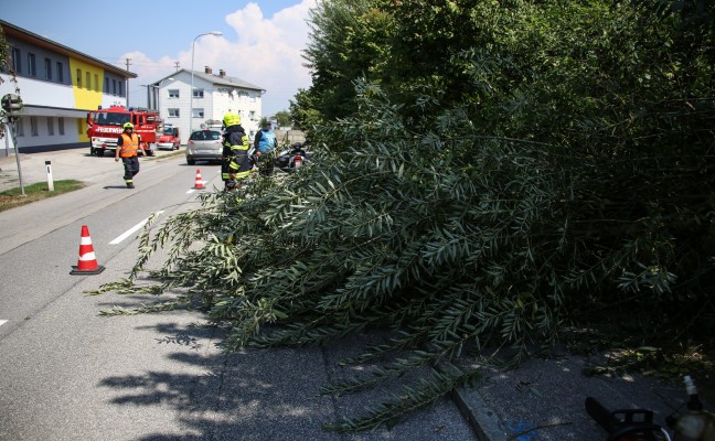 Mopedlenker kam durch abgebrochenen Ast zu Sturz