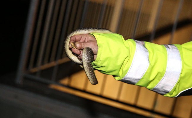 Schlange in Wohnsiedlung in Wels-Pernau entdeckt und gerettet