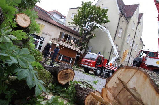 Sturmschaden an altem Baum in der Welser Innenstadt
