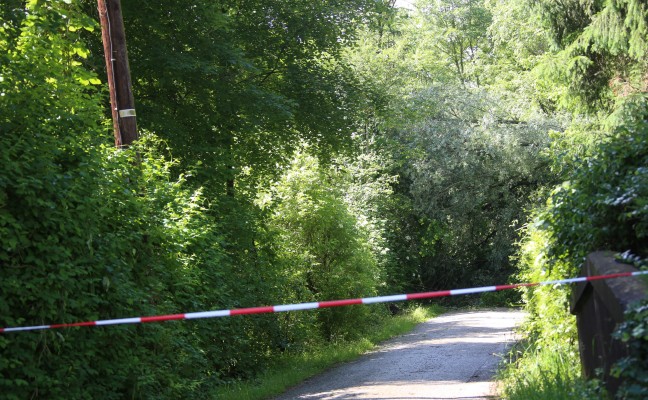 Umgestürzter Baum blockiert Mühlstraße in Wels-Schafwiesen