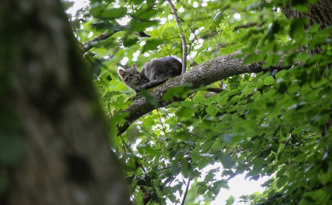 Verngstigte Katze in Thalheim bei Wels von hohem Baum gerettet