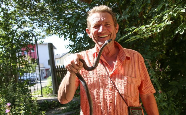 Schlange in einem Garten in Wels-Schafwiesen eingefangen und gerettet