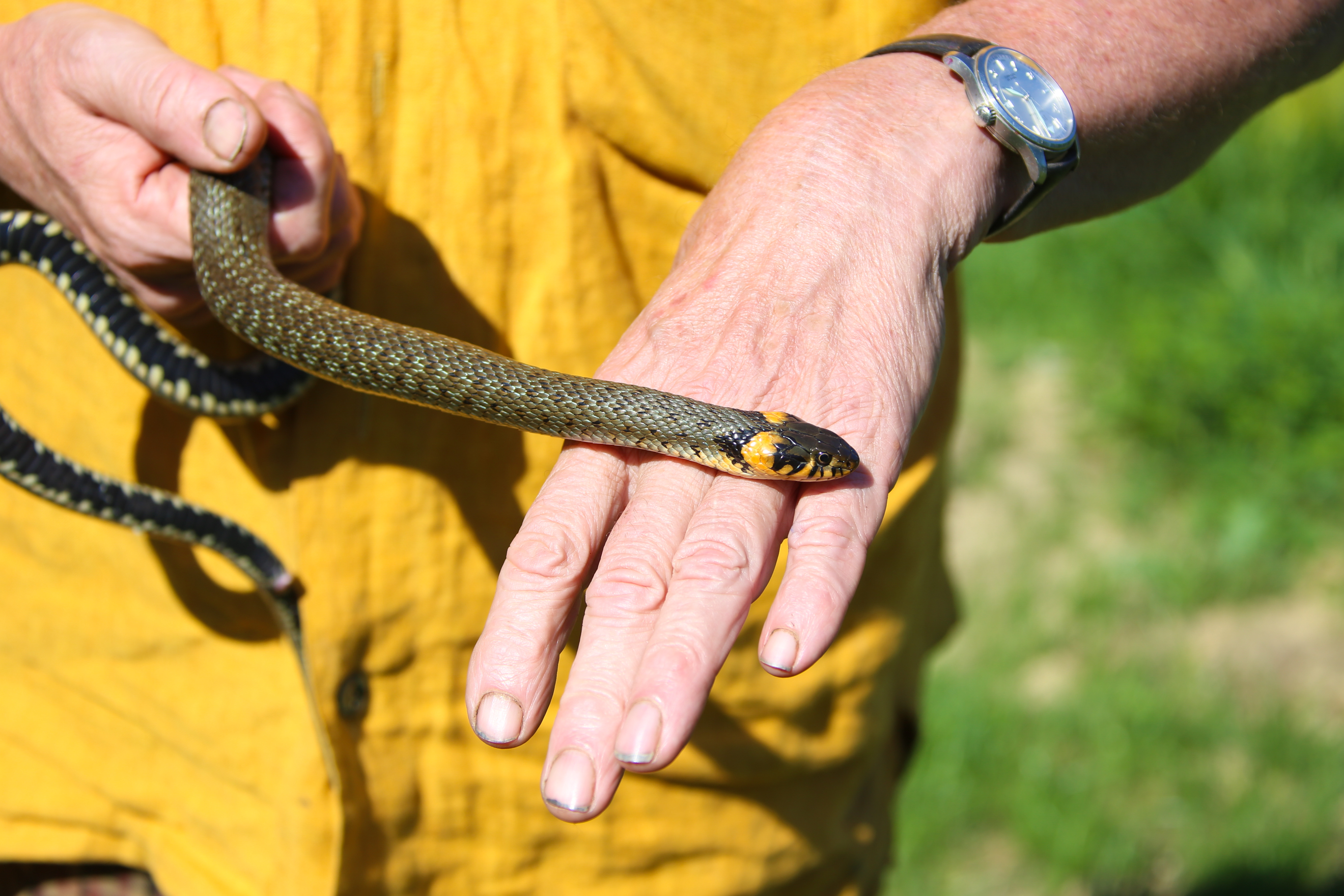 Ringelnatter Aus Einem Garten Eines Einfamilienhauses In