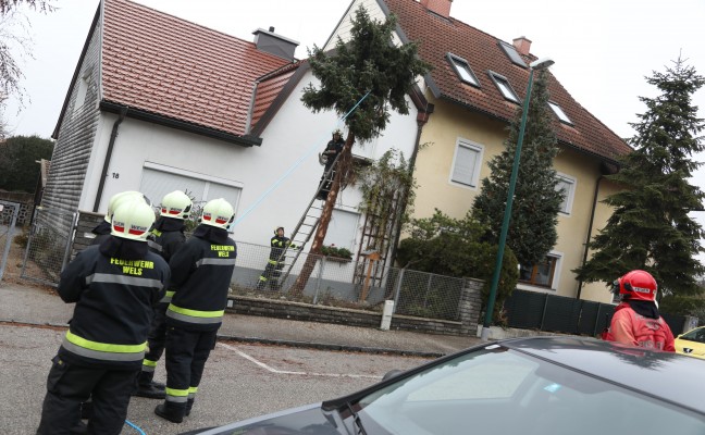 Baum drohte in Wels-Neustadt auf Gehsteig und geparktes Auto zu strzen