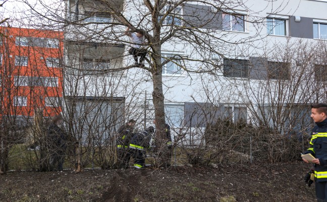Feuerwehr musste statt Katze einen Jugendlichen vom Baum retten