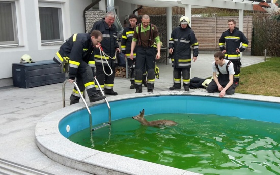 Feuerwehr rettet Reh aus Pool in Weißkirchen an der Traun