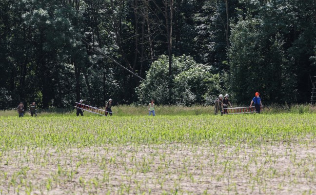 Katze in einem Waldstck in Buchkirchen von Baum gerettet