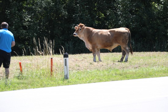 Entlaufene Stiere in Thalheim bei Wels sorgen für Einsatz von Feuerwehr und Beamten der Sondereinheit Cobra