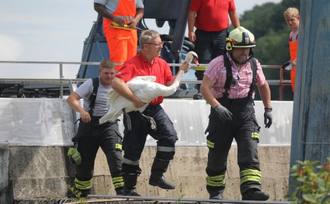 Schwan durch Feuerwehr aus Staukanal des Traun-Kraftwerks in Gunskirchen gerettet
